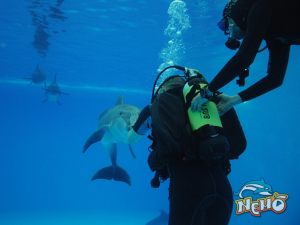 diving1