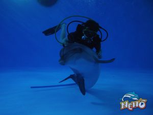 diving4