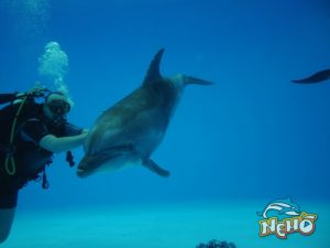 diving5